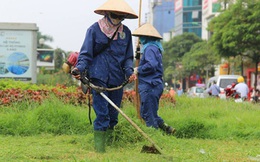 Hà Nội cắt cỏ trở lại sau 3 tháng tạm dừng