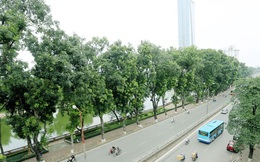 Hàng cây đẹp như mơ trên phố Kim Mã hồi sinh ở 'nhà' mới