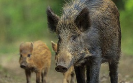 Lợn rừng: Việt Nam đặc sản, Nhật Bản giết bỏ vì quá nhiều