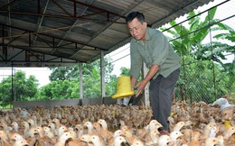 Cho nhập khẩu gà Trung Quốc là "giết" người chăn nuôi