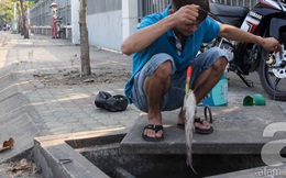 Cạy cống câu cá, thú vui vỉa hè của dân Sài Gòn