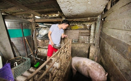 Mô hình VAC nuôi gà, lợn, chim, thả cá...trồng rau trên nóc nhà giữa thủ đô Hà Nội