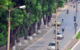 Chùm ảnh: Ngắm hàng cây cổ thụ xanh ngút mắt ở phố Kim Mã trước ngày di dời