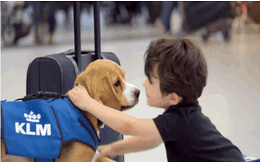 Bạn sẽ bất ngờ khi biết nhân viên mẫn cán và được yêu thích nhất của hãng hàng không này lại là một... chú chó