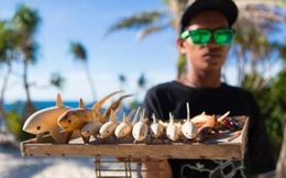 Nhờ có cá mập, đảo ngọc du lịch tại Philippines mới hồi sinh thần kì đến vậy