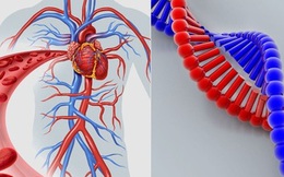 Bạn hoàn toàn có thể mắc phải 5 nhóm bệnh này do di truyền từ bố mẹ mà không hề hay biết