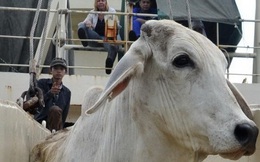 Cấm xuất khẩu bò Úc sang VN: Đang dừng để điểu tra