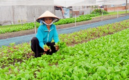 Người Sài Gòn, Hà Nội đua nhau thuê đất trồng rau sạch, mỗi tháng chi 1,5 triệu đồng thu về 20-30kg rau