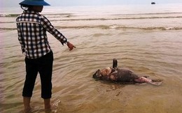 Công điện Chính phủ: Cấm người dân sử dụng, buôn bán hải sản chết bất thường ở miền Trung