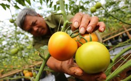 Giá cà chua tăng gấp 3 lần vì dịch bệnh hoành hành