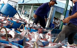 Trung Quốc có thể trở thành nước nhập khẩu cá tra lớn nhất của Việt Nam