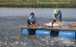 Cá tra nguyên liệu bắt đầu sốt giá