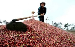 Xuất khẩu cà phê: Việt Nam chỉ được 2 USD, Starbucks được những 200 USD