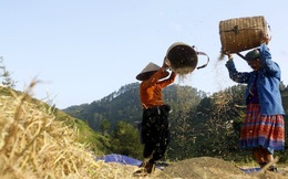 Chỉ 4 năm nữa, nông dân Việt Nam sẽ có thu nhập hàng năm đạt 45 triệu đồng