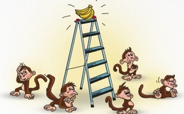5 con khỉ và 1 nải chuối: Bài học về những nhà lãnh đạo 'vùi dập' và nhân viên 'mù quáng'