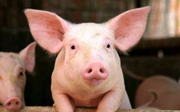 15 triệu đồng/kg chất cấm "giúp" lợn bung đùi nở vai, đội giá gấp 10 lần giá nhập khẩu