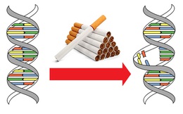 Cứ hút 15 điếu thuốc lá, bộ gen của bạn sẽ đột biến một lần