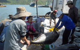 Trung Quốc đang nhập khẩu ngày càng nhiều tôm và cá ngừ Việt Nam