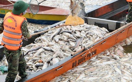 Tới chiều 3/10: Lượng cá chết hồ Tây đã lên đến 60 tấn, nhiều loài cá to nặng tới 4-5kg