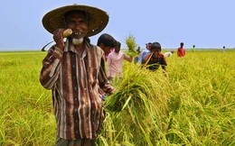 Người tiêu dùng Việt cho rằng bị xâm hại quyền lợi thì phải kêu cứu ở... Hội nông dân?
