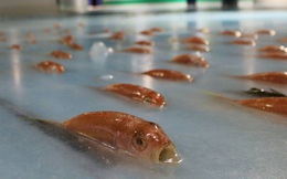 Công viên Nhật Bản gây phẫn nộ vì sử dụng 5.000 con cá sống với lý do không tưởng tượng nổi