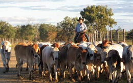 Úc tạm ngưng xuất trâu, bò sang Việt Nam