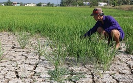 Nam Trung Bộ và Tây Nguyên mất 42.000ha cây trồng do hạn hán
