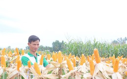 Việt Nam nhập khẩu 1.000 tấn hạt giống bắp biến đổi gen