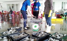 Saigon Co.op đẩy mạnh thu mua hải sản an toàn cho ngư dân Miền Trung