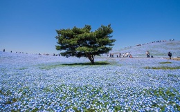 Vẻ đẹp huyền ảo được tạo nên từ 4,5 triệu bông hoa mắt xanh ở Nhật Bản