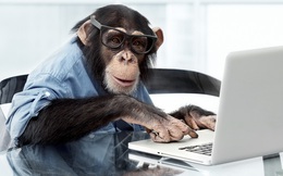 Hiệu quả đầu tư của bạn có bằng một chú khỉ?