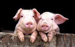 Chính phủ mới sẽ làm gì với "lợn nuôi chất cấm, gà nhuộm vàng ô" để bảo vệ người dân?