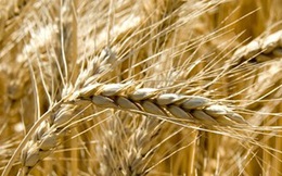 Bloomberg: Nga đã vượt mặt Mỹ trong "cuộc chiến lúa mì"