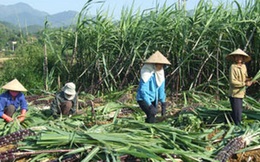 Ngành mía đường: Nghiên cứu phải gắn với sản xuất và thương mại