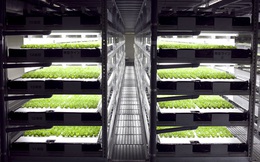 Nông dân trồng rau cũng sắp thất nghiệp, robot làm hiệu quả hơn quá nhiều