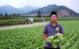 Làng thần kỳ Nhật Bản: Từ nghèo nhất nước tới thu nhập bình quân hơn 200.000 USD/năm nhờ trồng xà lách
