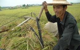 Xuất khẩu gạo hàng đầu thế giới, nông dân vẫn nghèo: Sẽ giảm trồng lúa