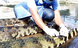 Đến cá sấu cũng ‘sợ’ thương lái Trung Quốc