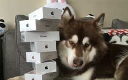 Thiếu gia giàu có nhất Trung Quốc mua hẳn 8 chiếc iPhone 7 và iPhone 7 Plus cho chó cưng