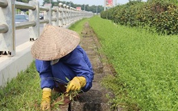 Cắt cỏ tốn 700 tỷ, chiếu sáng, thoát nước…tiêu hết bao nhiêu?