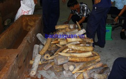 Cận cảnh lô hàng hơn 2 tấn ngà voi nhập lậu bị bắt giữ tại cảng Cát Lái