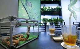 Quán cafe rắn hút khách ở Nhật Bản