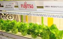 Vì sao hàng loạt đại gia công nghệ Nhật Bản đi bán rau?