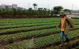 Phun hơn 100 tấn thuốc sâu TQ vào rau, hỏi sao người Việt không bị đầu độc?