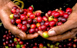 Xuất khẩu nhiều thứ 2 thế giới nhưng vẫn thiếu bản sắc, cà phê Việt đang thua đau