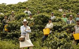 Giáo sư Harvard: Cà phê Việt đủ ngon, nhưng giá vẫn rớt thảm vì không biết quảng bá
