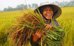 Đến năm 2020 sẽ giảm 52 nghìn ha đất trồng lúa