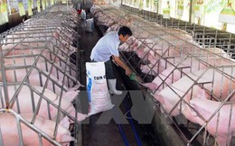 Thương lái Trung Quốc đột ngột giảm mua khiến lợn sụt giá