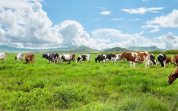 Vinamilk trở thành công ty đầu tiên sản xuất sữa tươi 100% organic tại Việt Nam