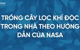 [Infographic] Đây là những cây mà NASA khuyên bạn nên trồng trong nhà